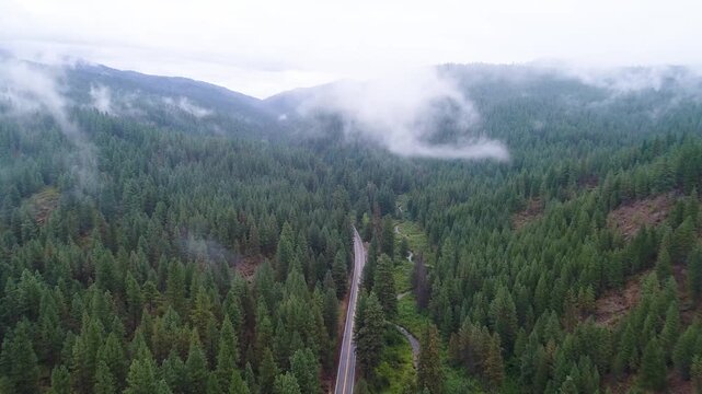 Mountain road weaves through fog-covered pine forest from above
