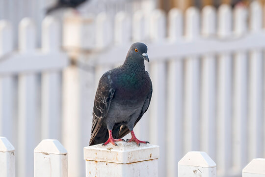 Doha, Qatar - September 25, 2026: Pigeon in Souq waqif Doha Qatar 