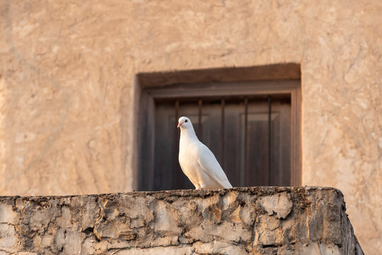 Doha, Qatar - September 25, 2026: Pigeon in Souq waqif Doha Qatar 