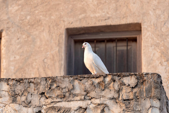 Doha, Qatar - September 25, 2026: Pigeon in Souq waqif Doha Qatar 