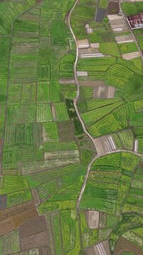 Vertical Video: Aerial view of patchwork farmland with blooming rapeseed flowers in spring.
