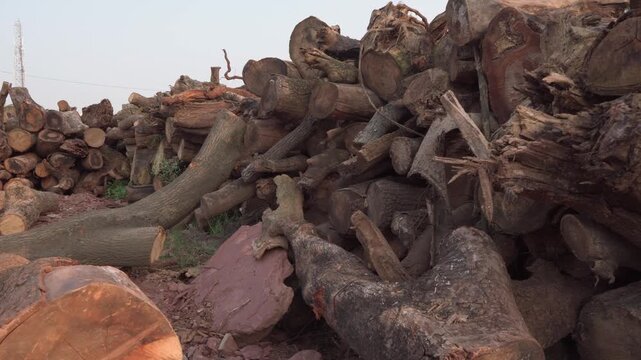 Large pile of felled tree logs and branches at an outdoor timber collection area as the camera pans right