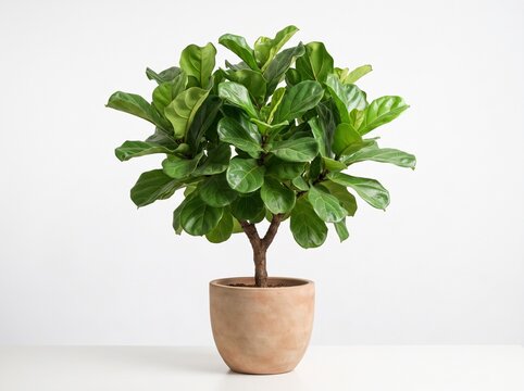 Lush Green Fiddle Leaf Fig Tree in Ceramic Pot