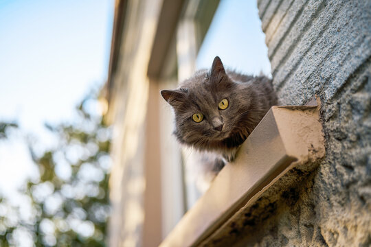 Pretty cat showing its beautiful focused eye