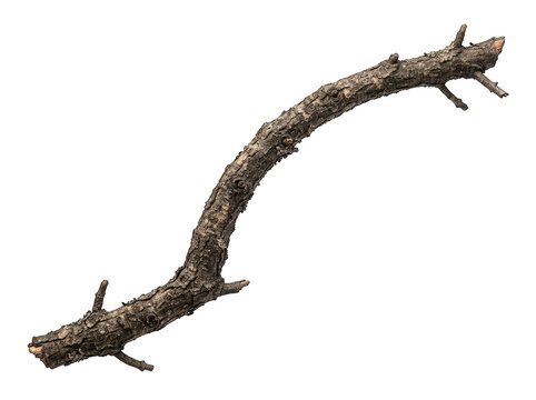 Curved tree branch with bark texture isolated on transparent background