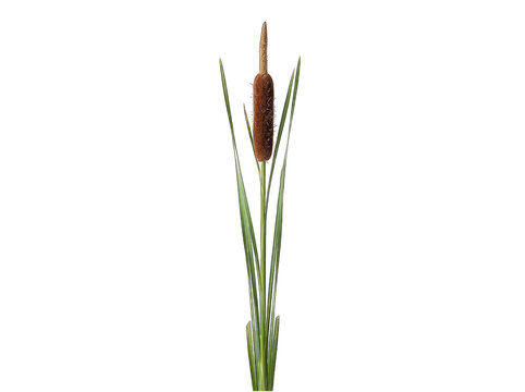 Realistic cattail plant illustration with green leaves isolated on transparent background