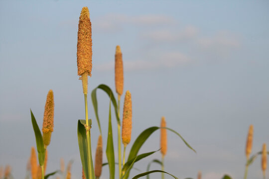
Pearl millet or bajra green crop fields looking so nice.