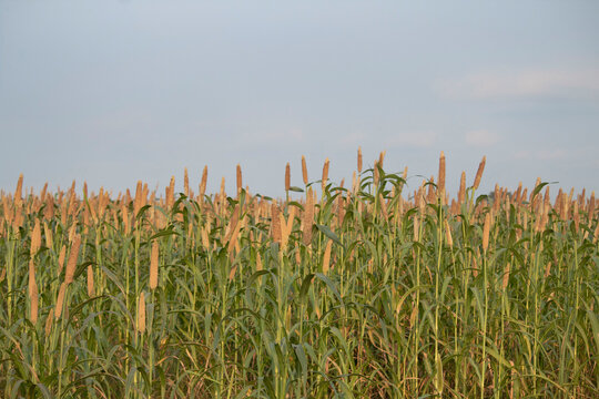 
Pearl millet or bajra green crop fields looking so nice.