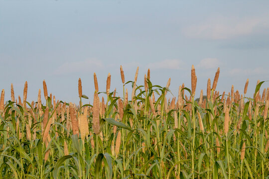 
Pearl millet or bajra green crop fields looking so nice.