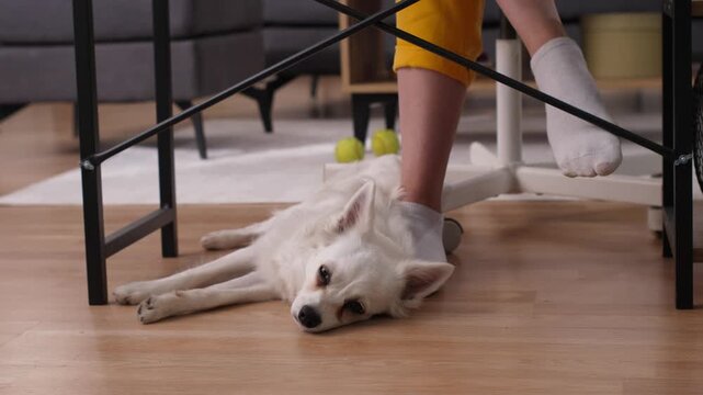White spitz dog sleeping under desk at owner's feet
