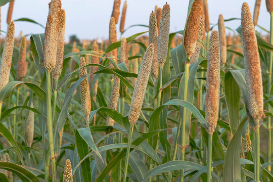 
Pearl millet or bajra green crop fields looking so nice.