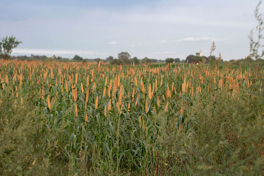 
Pearl millet or bajra green crop fields looking so nice.