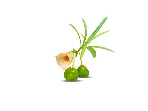 Cascabela thevetia or yellow oleander plant stem with flower and fruits isolated on a white background
