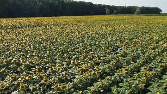 Sunflower field, Czech countryside, Bohemia