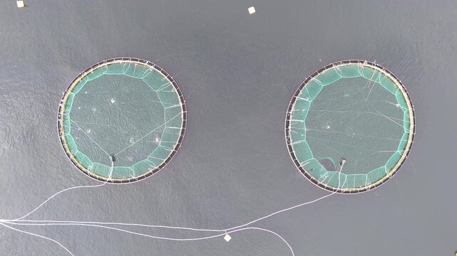 Aerial of a fish farm along the coast of Norway on an overcast day. Circular net pens of aquaculture salmon farm in cold water of fjord in Troms&oslash;, Norway. Aerial drone, copy space