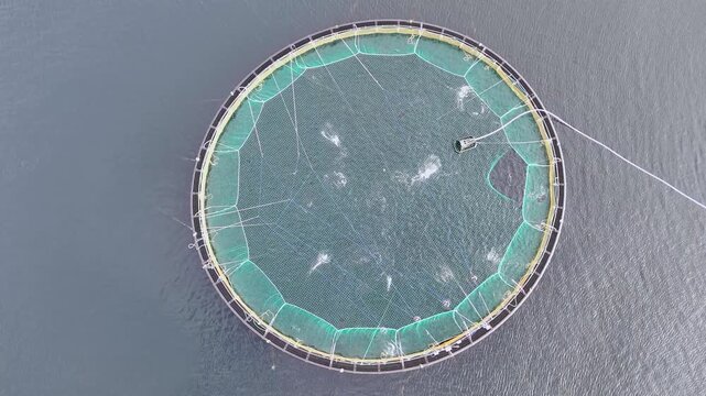 Aerial of a fish farm along the coast of Norway on an overcast day. Circular net pens of aquaculture salmon farm in cold water of fjord in Troms&oslash;, Norway. Aerial drone, copy space