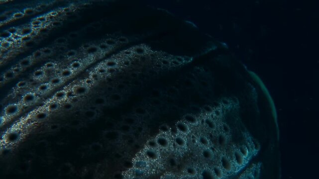 Deep sea anglerfish swimming near porous underwater rock formations with video glowing anglerfish