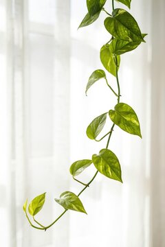 A single trailing vine of green pothos leaves hanging against a bright, translucent white curtain