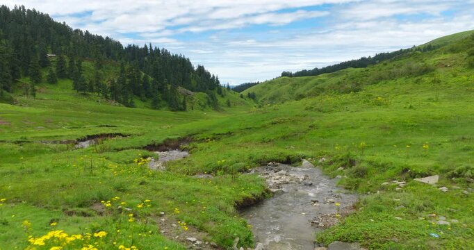 Badimalika, Bajura, Nepal, aerial sweeping shot of blooming yellow wildflowers alongside a meandering clear stream through lush alpine pastures bordered by pine forests under bright skies