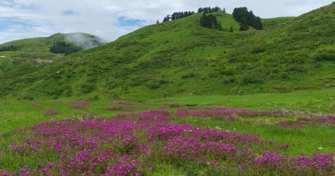 Badimalika, Bajura, Nepal, aerial shot of vibrant patches of pink alpine wildflowers blossoming across a grassy meadow with misty green hills and scattered pine trees under blue skies