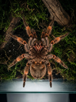 Underside view of a tarantula spider on green moss background