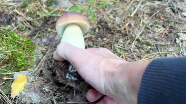 Close-up shot of hand carefully picking fresh King Bolete (Boletus edulis) directly from forest floor.