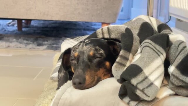 Close up of miniature Dachshund resting head on cozy bed, wrapped in patterned blanket with peaceful expression creating warm indoor scene of comfort and relaxation