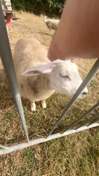 First person handheld view shows a curious sheep being gently petted through a metal gate. The animal stands in a grassy paddock near Falmouth in Cornwall.