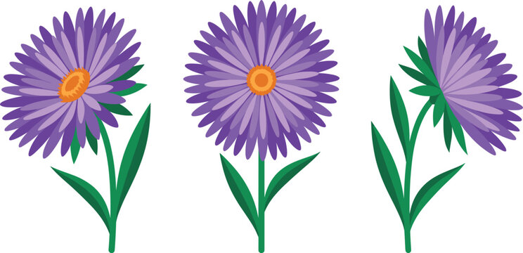 Purple Aster Flower Set, flat colorful vector illustration featuring blooming petals for floral design projects