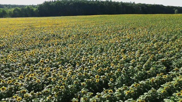 Sunflower field, Czech countryside, Bohemia