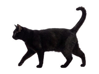 Fototapeta premium Black cat walking isolated on transparent background