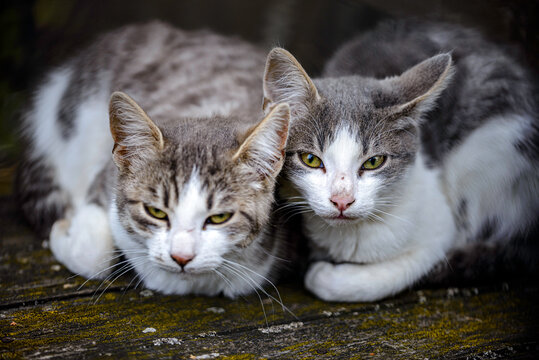 portrait of a cat