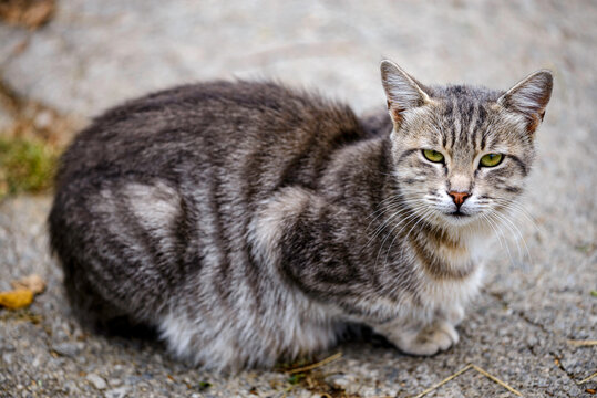 portrait of a cat