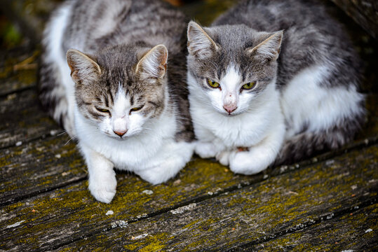 portrait of a cat