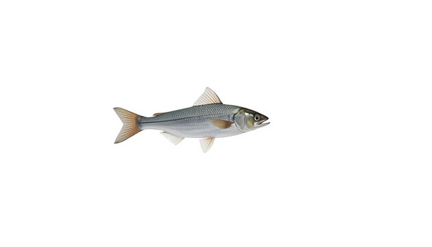 fish, marine, aquatic, silver, swimming, nature, animal, wildlife, creature, biology, scales, fins on white background