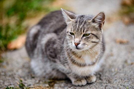 portrait of a cat
