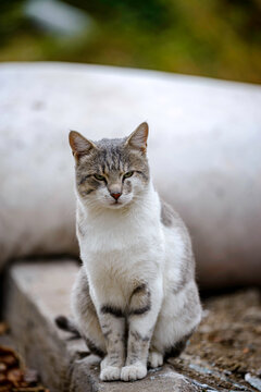 portrait of a cat
