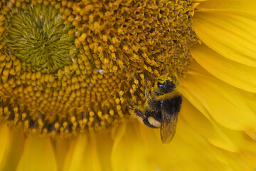 A pollen coated buff-tailed bumblebee, Bombus terrestris, gathers nectar on the central disc of a common sunflower, Helianthus annuus head in close up © alan1951