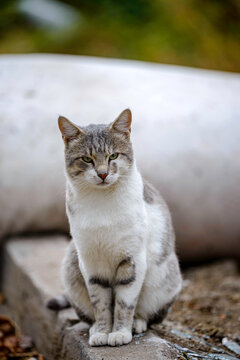 portrait of a cat