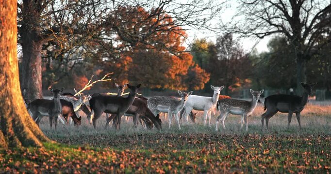 Fallow deer herd with varied coat colors, including white and spotted individuals, grazing in a grassy forest clearing bathed in warm golden light during autumn