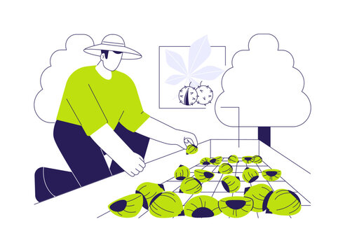 Chestnut farm isolated cartoon vector illustrations.