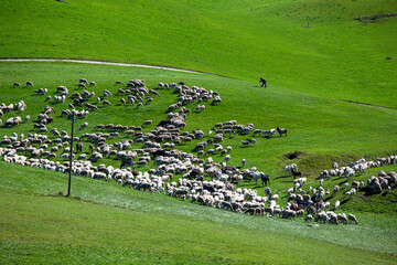 transhumance animals are moved to autumn pastures cows and sheep with the shepherds © francescodemarco