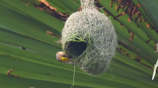 aya Weaver Male Relentlessly Weaving Long Grass Into His Nest