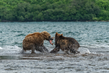Ruling the landscape, brown bears of Kamchatka (Ursus arctos beringianus) © vaclav