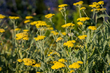 Fototapeta premium Achillea ‘Moonshine’, a yellow-flowered yarrow cultivar with flat-topped clusters of tiny golden blooms and finely divided silvery-green foliage, creating a bright summer display in warm natural light