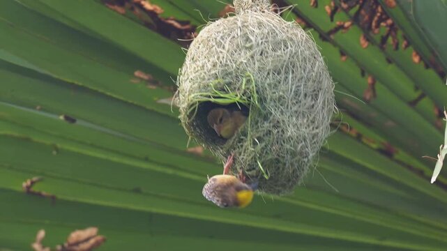 Baya Weaver Pair Building the Entrance of a Round Nest