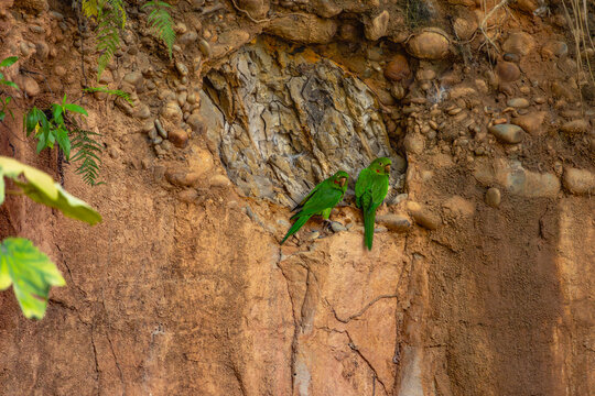White-eyed Parakeet (Psittacara leucophthalmus), occurs in almost all of Brazil. Captive animal