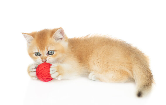 Playful golden chinchilla kitten holds ball of thread. Isolated on white background
