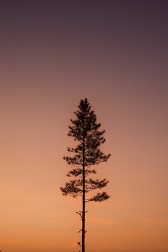 Silhouette of a tall pine tree against a sunset sky with purple and orange gradients