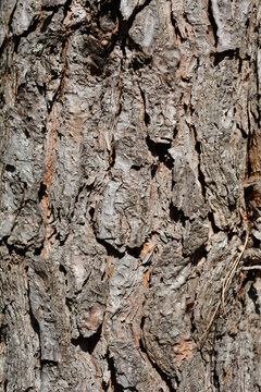 Italian stone pine bark detail - Latin name - Pinus pinea
